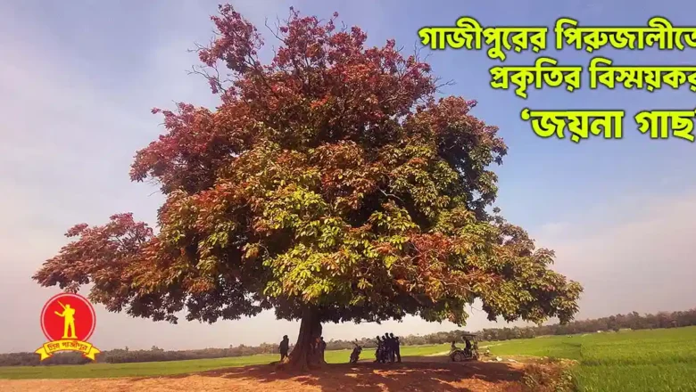 গাজীপুরের পিরুজালীতে প্রকৃতির বিস্ময়কর ‘জয়না গাছ’