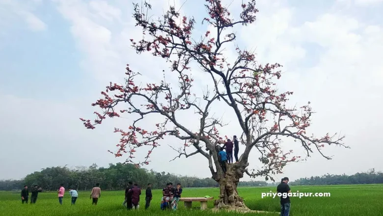 কাপাসিয়ায় প্রকৃতির বিস্ময় পলাশ: কেন ভিড় হাজারো পর্যটকের?
